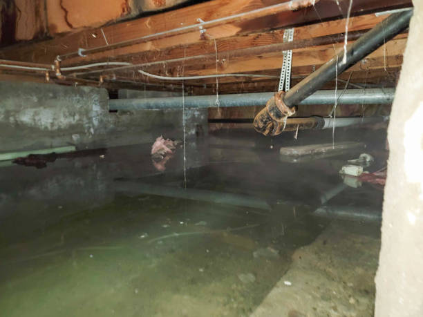 Best Water damage contractors near me  in Phillips, WI